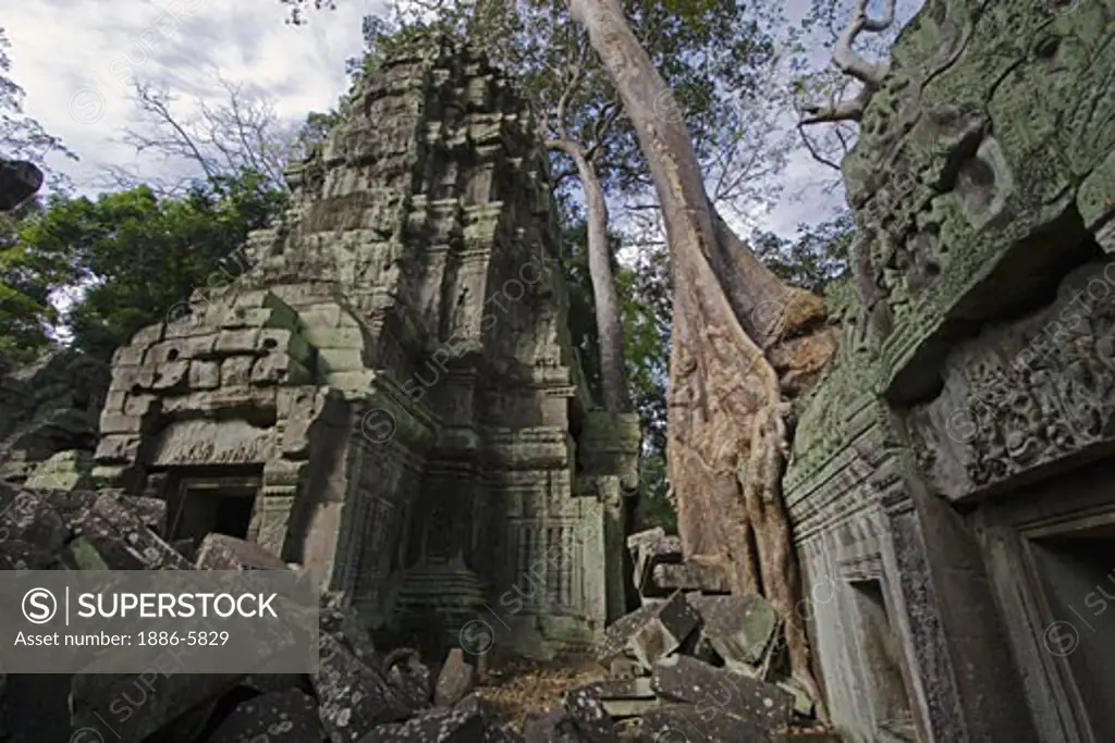 A silk cotton or kapok tree (Ceiba Pentandra) grows over the stone temples of Ta Prohm, built by Jayavarman VII at Angkor Wat - Siem Reap, Cambodia   