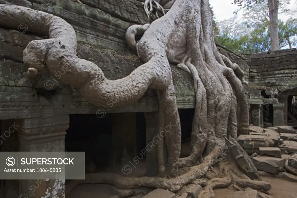Silk cotton or kapok tree roots (Ceiba Pentandra) invades the Khmer ruins of Ta Prohm, built by Jayavarman VII, part of the  Angkor Wat - Siem Reap, Cambodia    
