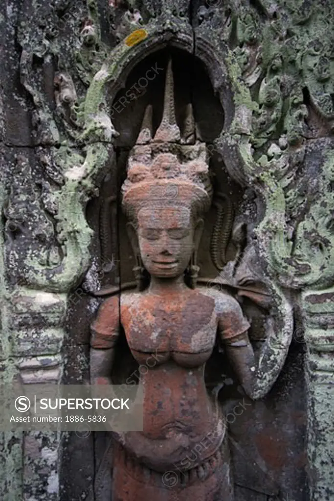 Lichen grows on a stone carved bas relief  Apsara (celestial maiden) at Ta Prohm, built by Jayavarman VII & part of the  Angkor Wat temple complex - Siem Reap, Cambodia   