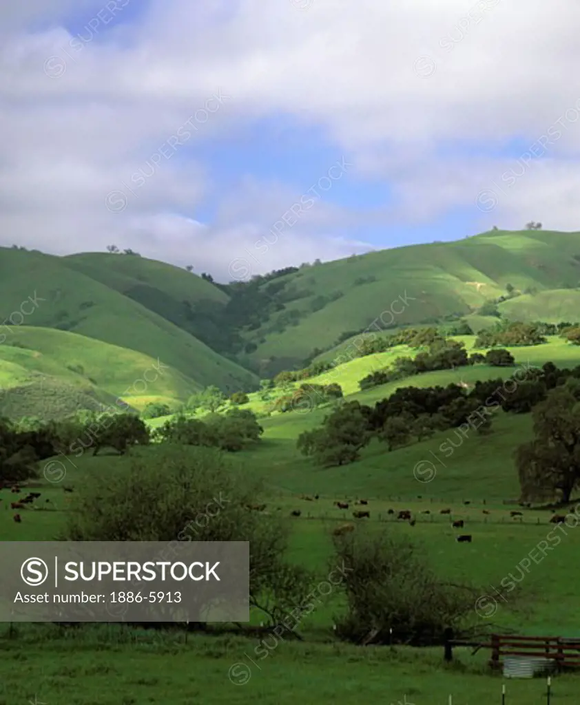 Late afternoon sunlight on the rolling OAK STUDDED hills of CARMEL VALLLEY'S CATTLE COUNTRY - CALIFORNIA 