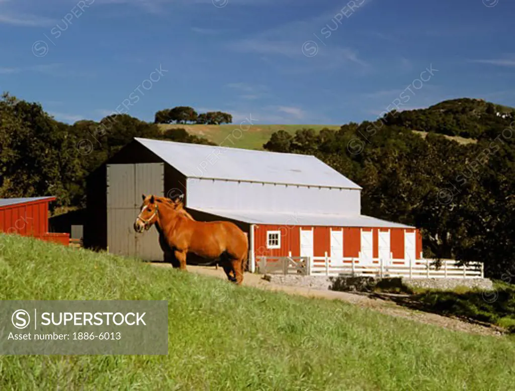 CLYDESDALE STALLION and RED BARN in the rolling hills of central CALIFORNIA 