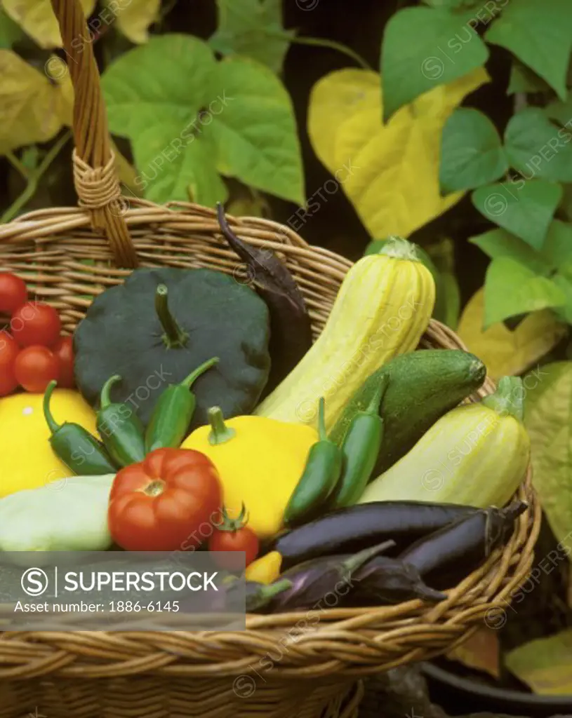 A basket of ORGANIC VEGETABLES - Tomatoes, yellow green Summer Squash, Zucchini, Egg Plant, Peppers, green, yellow & purple Beans 