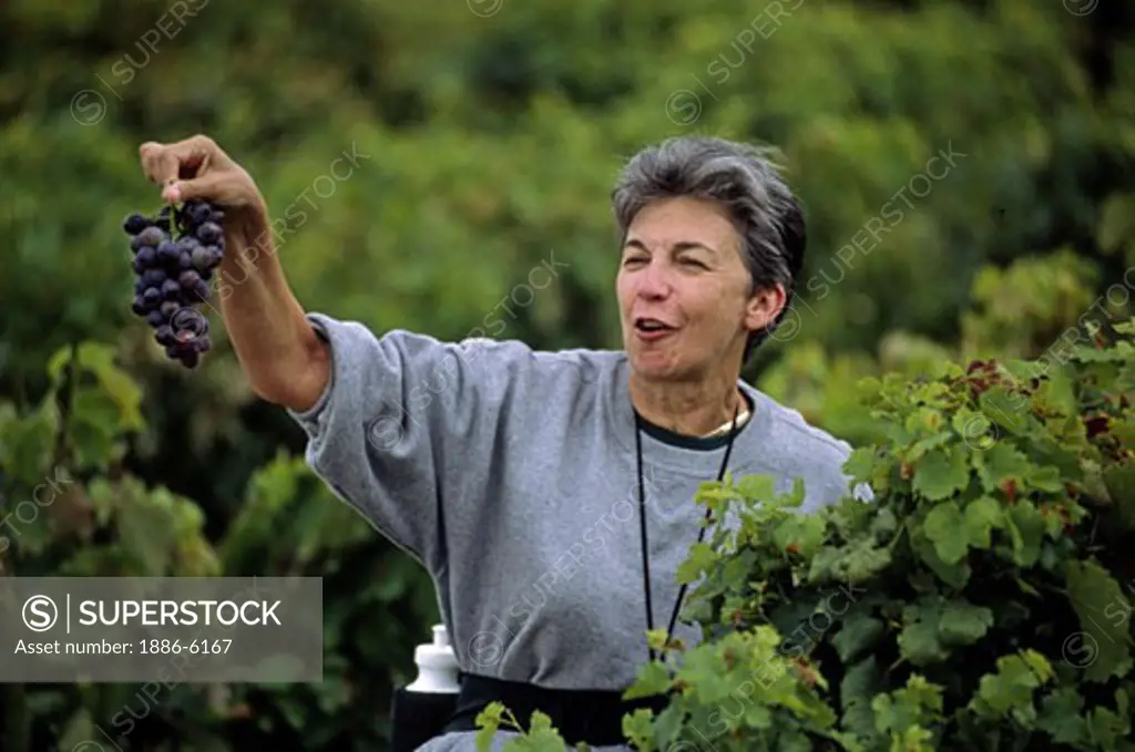 Cynthia samples the grapes of PROVENCE, FRANCE