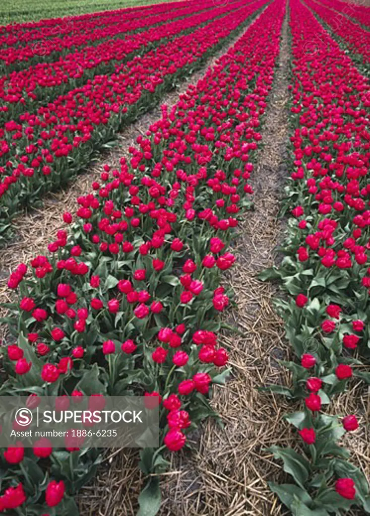 Rows of RED TULIPS are grown commercially in HOLLAND - THE NETHERLANDS