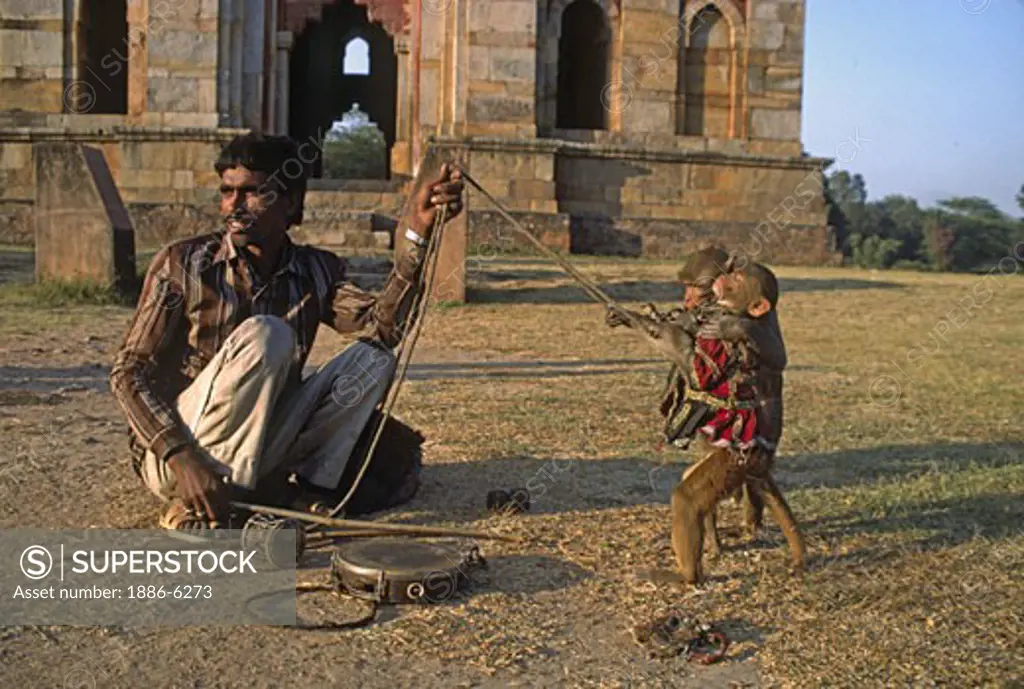 MAN and his PERFORMING MONKEYS in the LODI GARDENS - DELHI, INDIA 