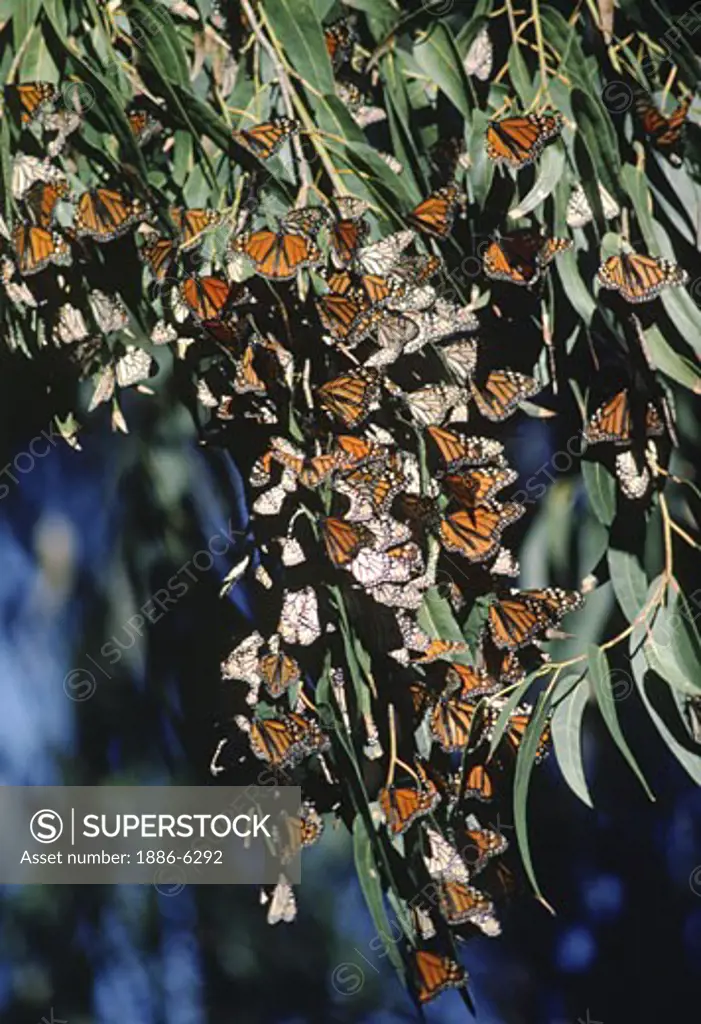 Migrating MONARCH Butterflys on EUCALYPTUS tree - Pacific Grove, CA