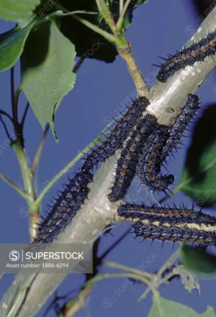 MONARCH Butterfly CATAPILLARS feed on tree Leaves - Santa Barbara, CA