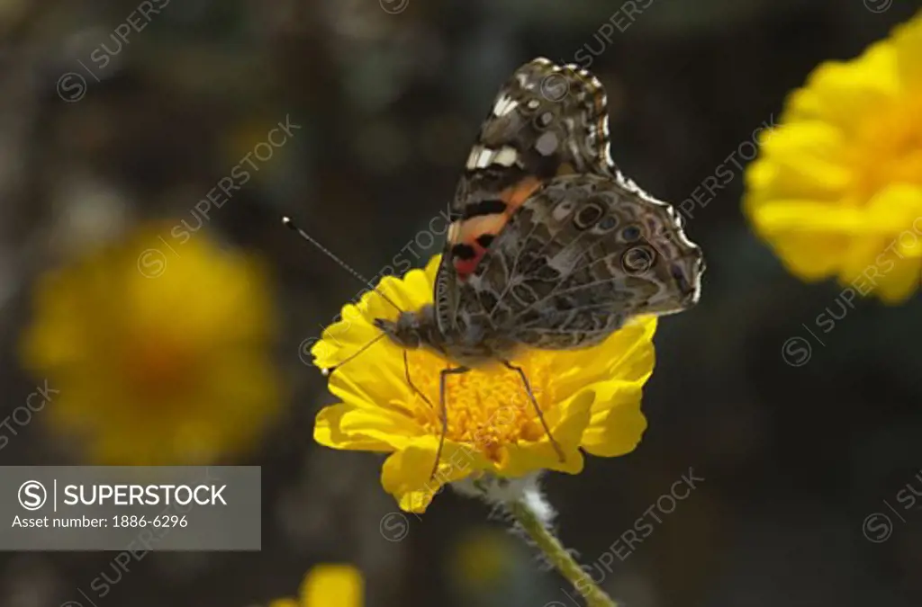 AMERICAL PAINTED LADY BUTTERFLY on a dessert sunflower bloom in ANZO BORREGO DESERT STATE PARK - CALIFORNIA