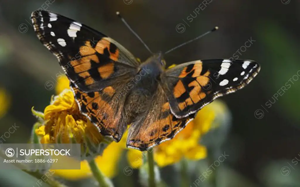 AMERICAL PAINTED LADY BUTTERFLY on a dessert sunflower bloom in ANZO BORREGO DESERT STATE PARK - CALIFORNIA
