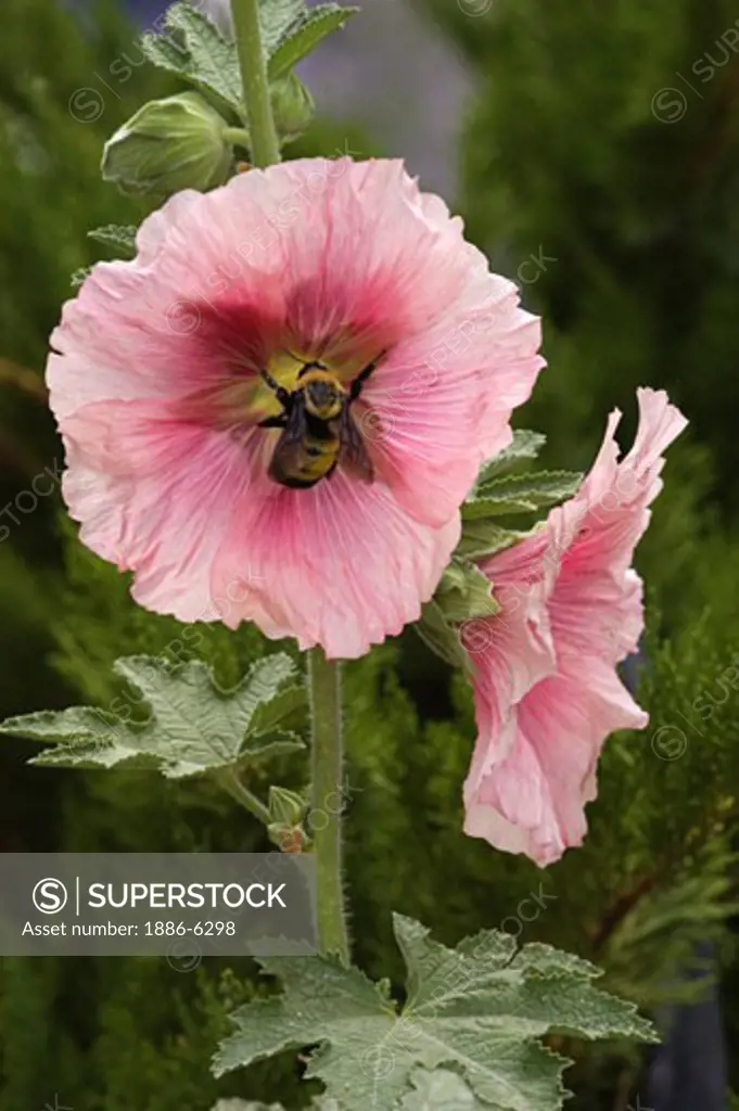 A BUMBLEBEE gathers pollen from a pink flower 