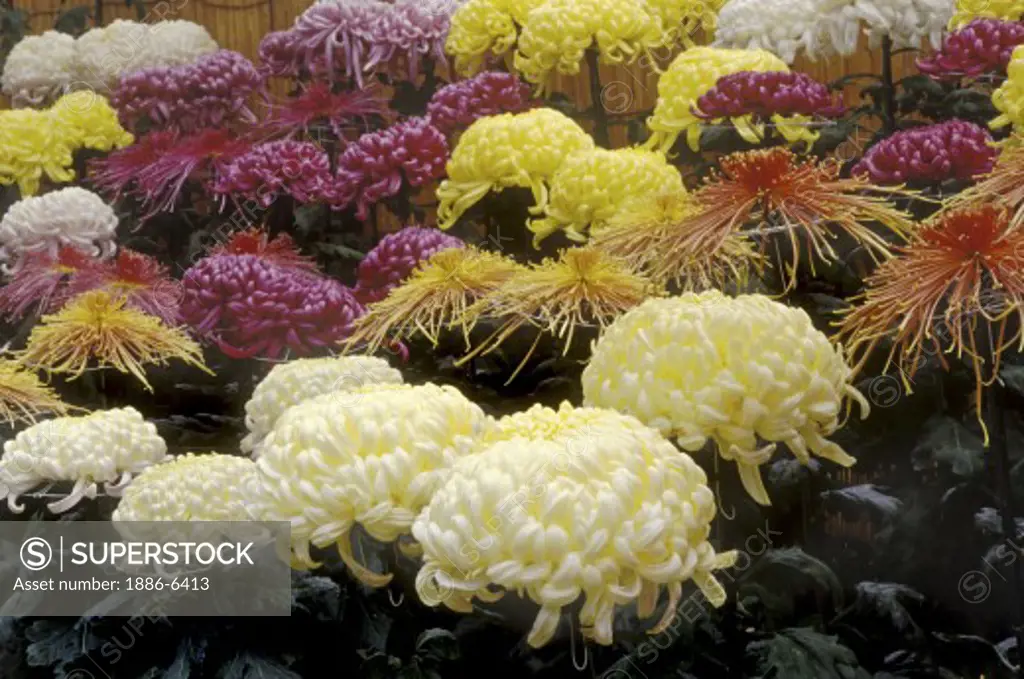 CHRYSANTHEMUMS on display - TAKAYAMA, JAPAN