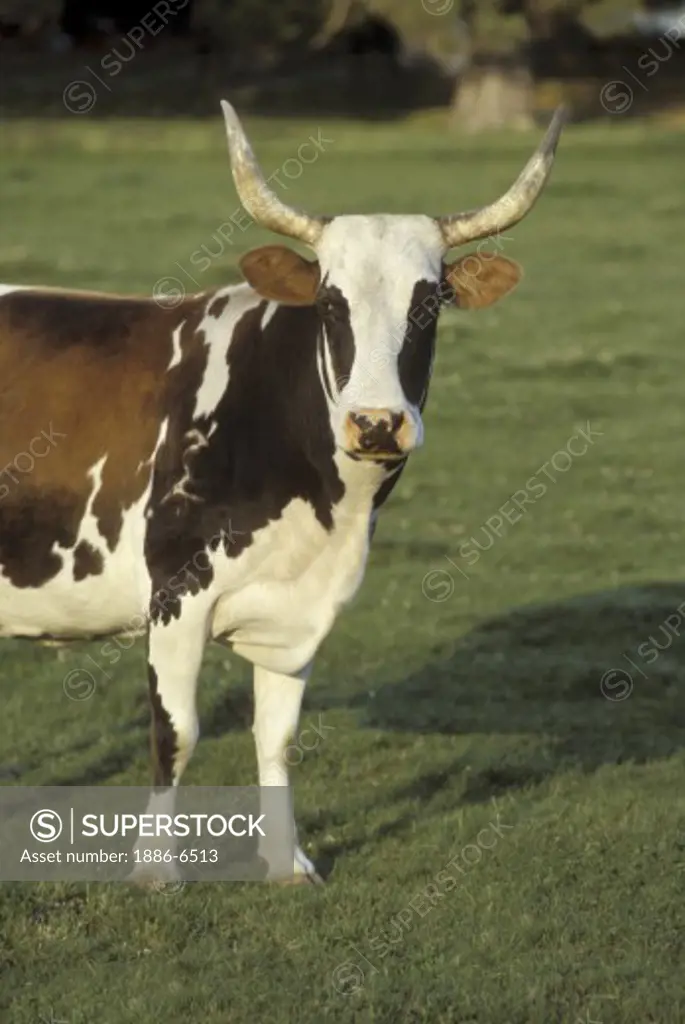 A TEXAS LONGHORN COW with a magnificent rack of HORNS in a pasture