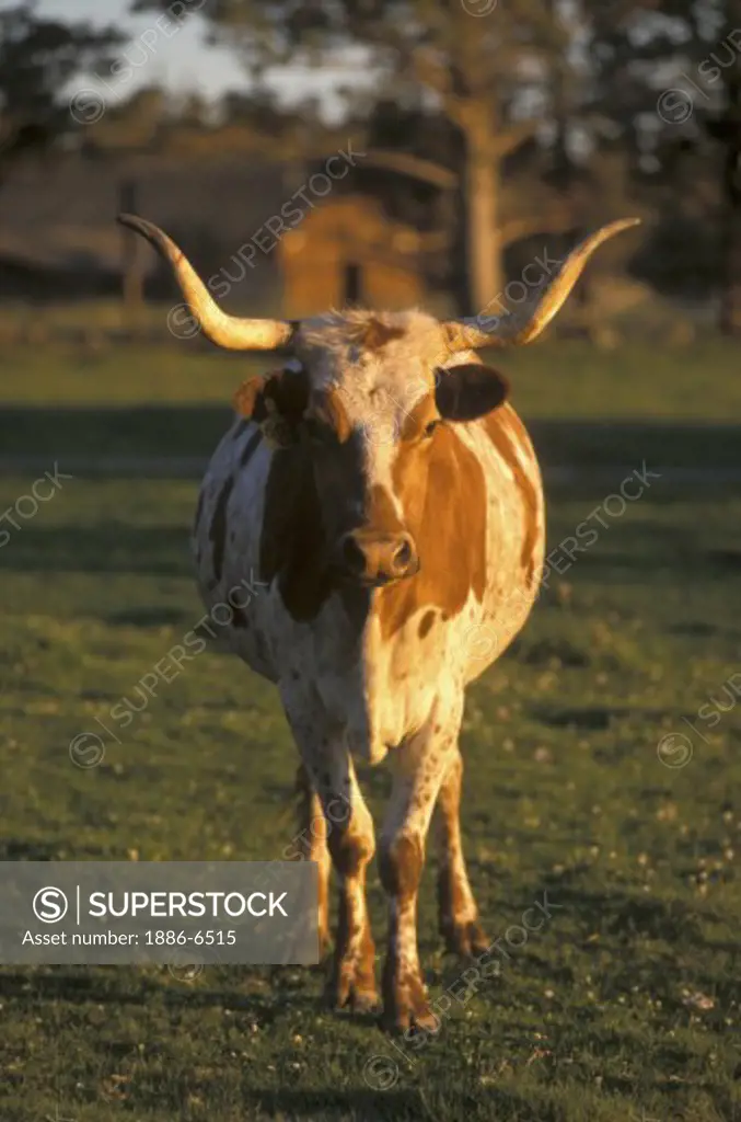 A TEXAS LONGHORN COW with a magnificent rack of HORNS in a pasture 