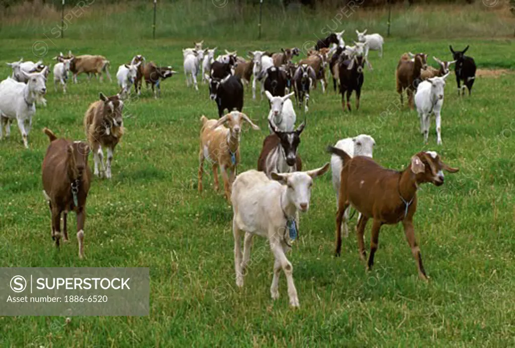 A herd of DAIRY GOATS - REDMOND, OR 