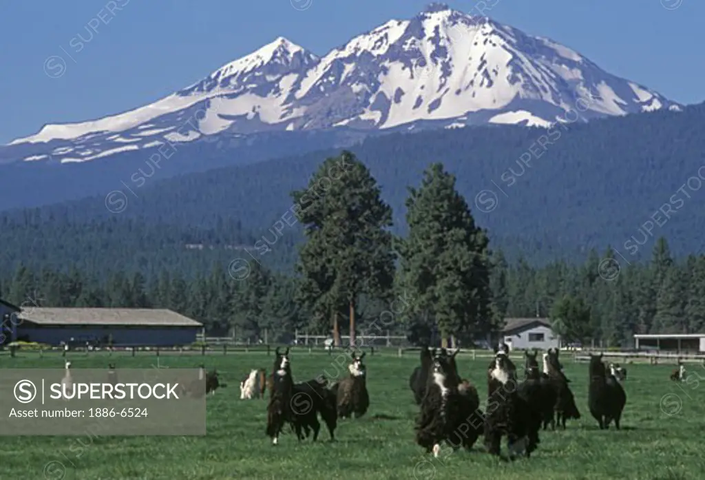 LLAMA farm with Middle & South Sisters of the OREGON CASCADES as backdrop - SISTERS, OR