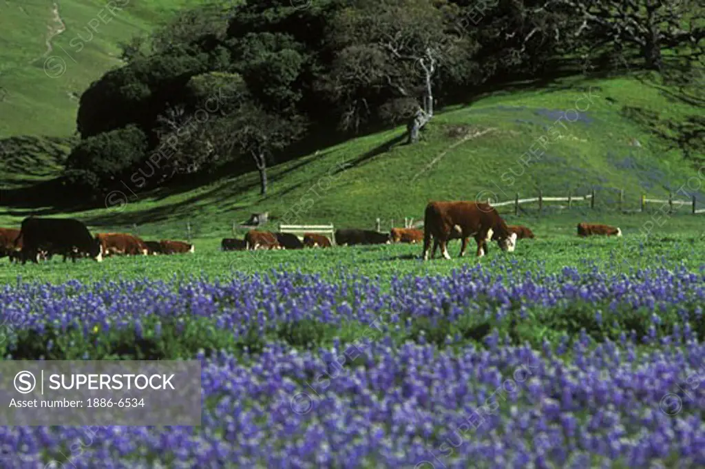 HERFORD CATTLE pasture grazing - MONTEREY COUNTY, CA