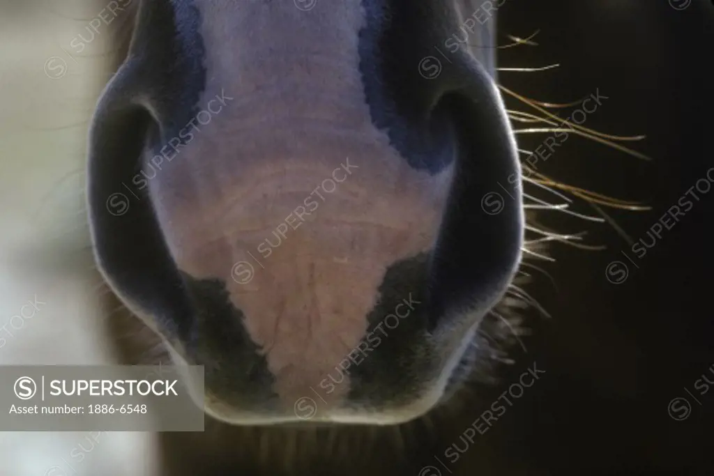 Close-up of HORSE'S NOSE - WYOMING