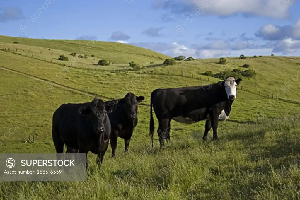 Three cross bred Angus beef cows feed on lush spring pasture on a California ranch. 