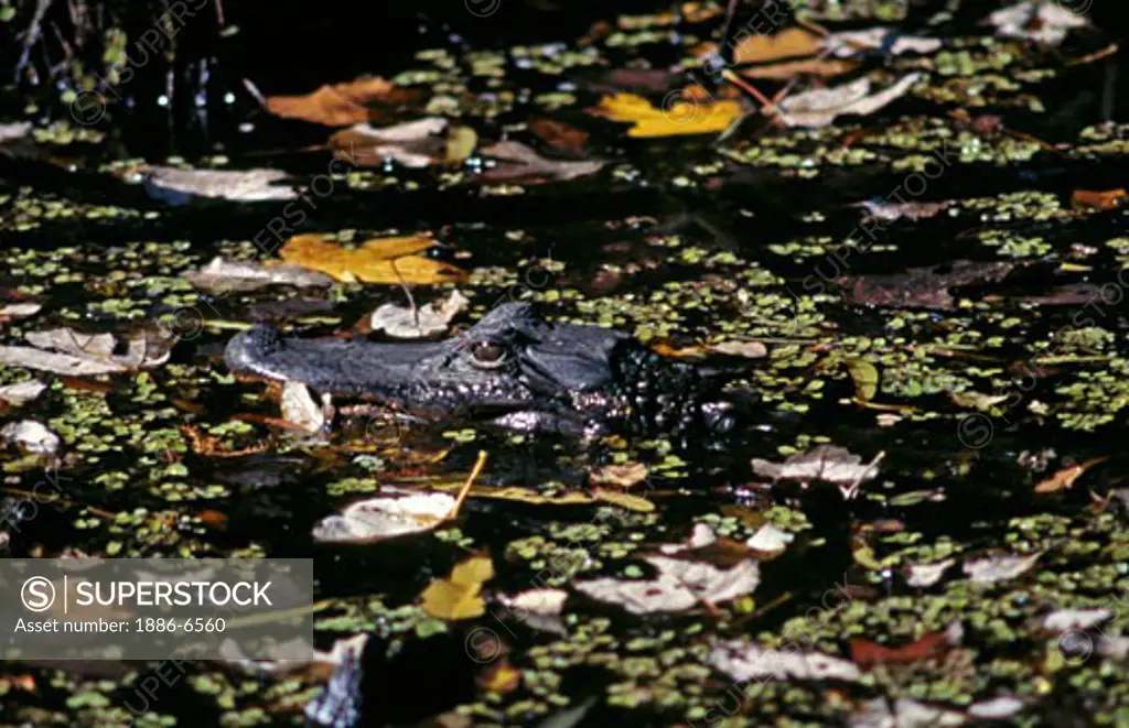 An ALLIGATOR makes its home on one of the many BAYOUS near NEW ORLEANS - LOUISIANA 