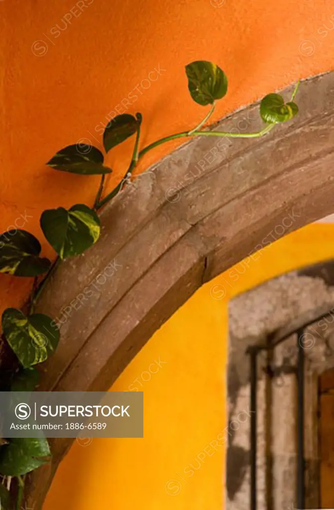ivy and Mexican colors in the lobby of a hotel in SAN MIGUEL DE Allende