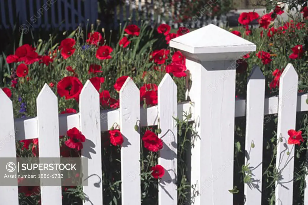 Poppies grow through a picket fence in ARROW TOWN, a renovated Gold Mining Town near QUEENSTOWN, NEW ZEALAND
