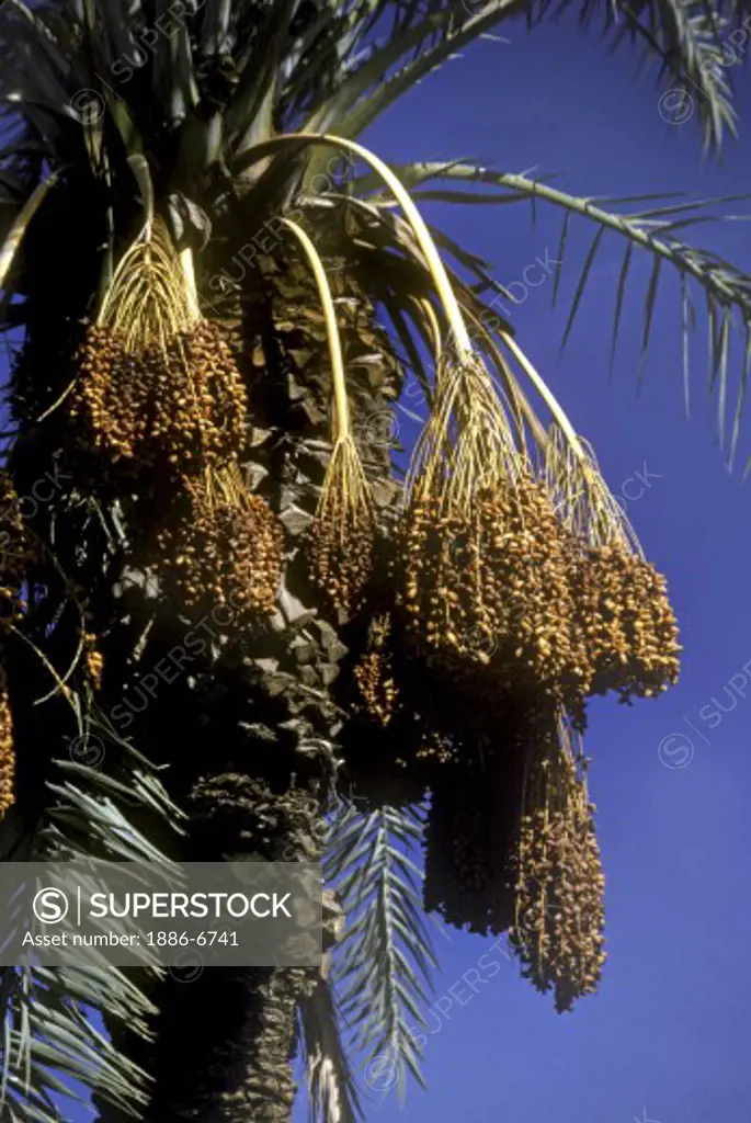 Large clumps of DATES hanging off DATE PALMS - Southern CALIFORNIA