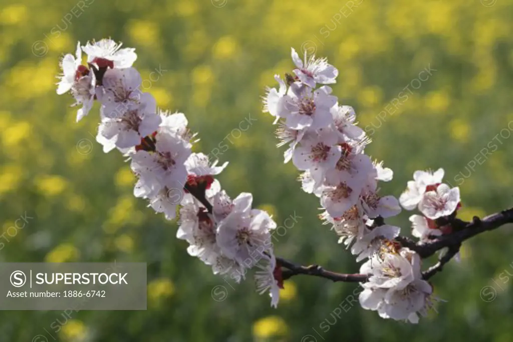 APRICOT branch laden with blooms - CALIFORNIA