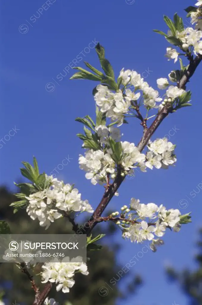 SATSUMO PLUM tree branch in bloom - CALIFORNIA