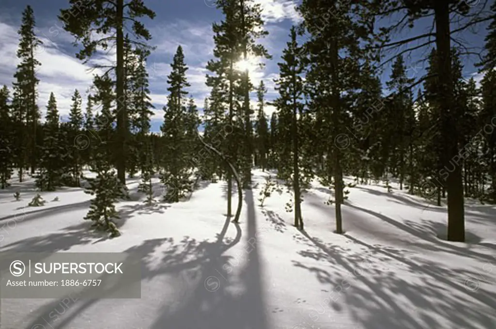 A mixed coniferous FOREST in a SNOWY MEADOW in the THREE SISTERS WILDERNESS in the CASCADES - OREGON
