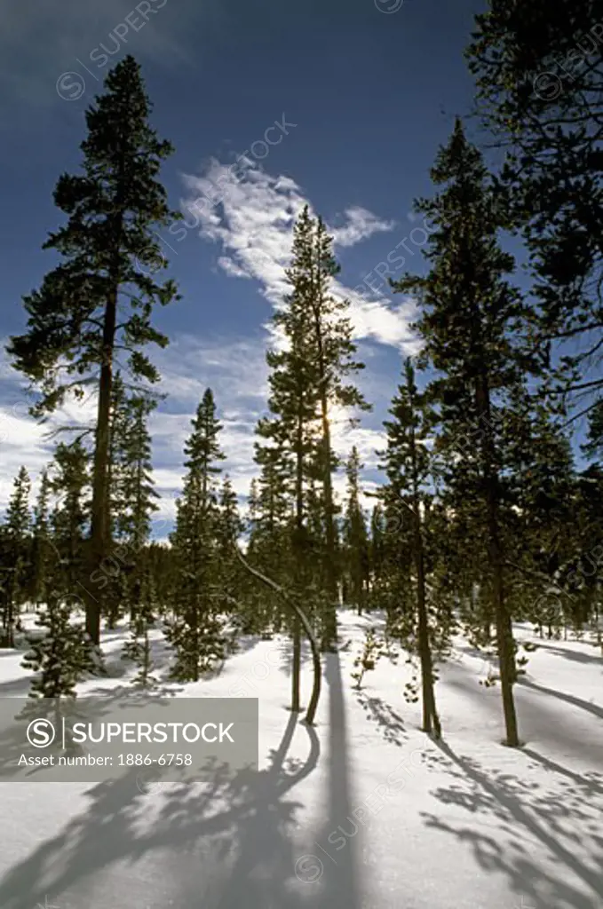 A mixed coniferous FOREST in a SNOWY MEADOW in the THREE SISTERS WILDERNESS in the CASCADES - OREGON