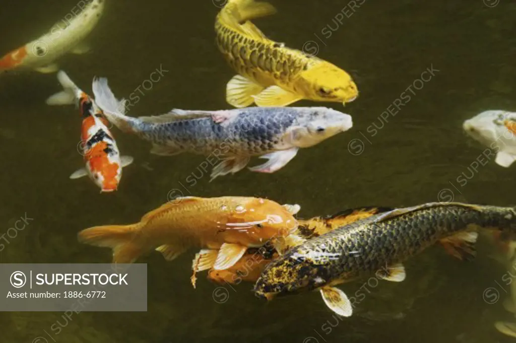 Koi swim in a pond at the Portland Japanese garden, considered the most authentic outside of Japan - PORTLAND, OREGON 