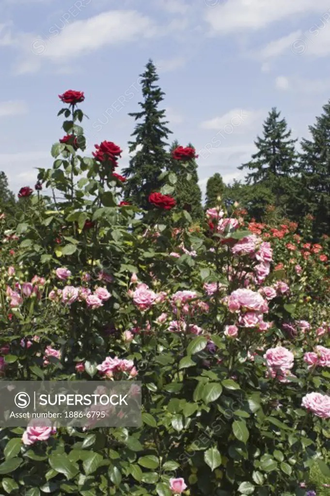 The Portland Rose Garden also known as the INTERNATIONAL ROSE TEST GARDEN has more than 8,000 rose plants - PORTLAND, OREGON 