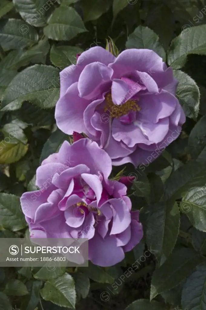 Purple roses bloom in the Portland Rose Garden also known as the INTERNATIONAL ROSE TEST GARDEN has more than 8,000 rose plants - PORTLAND, OREGON 