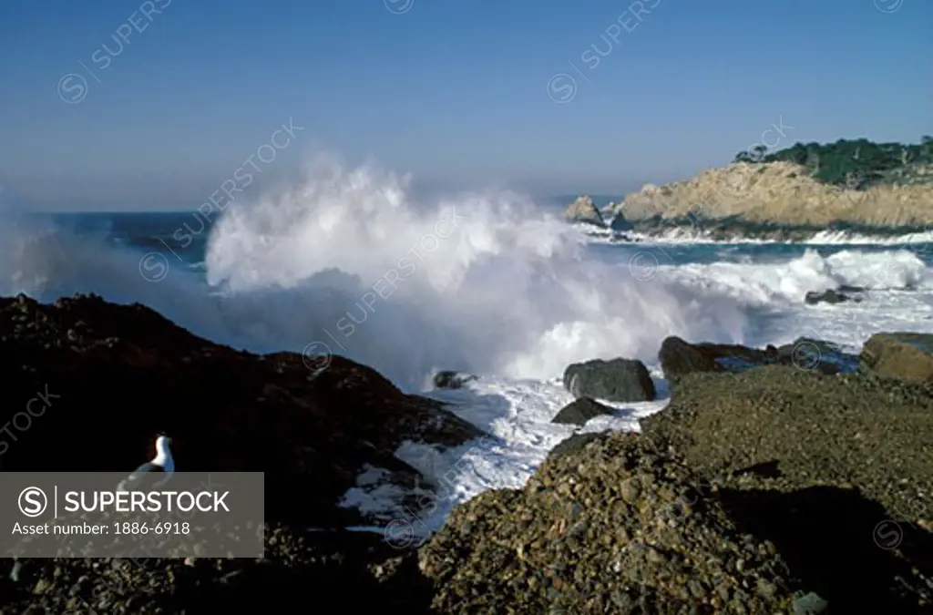 Giant winter storm WAVES hit the COASTLINE of POINT LOBOS STATE PARK - CALIFORNIA 