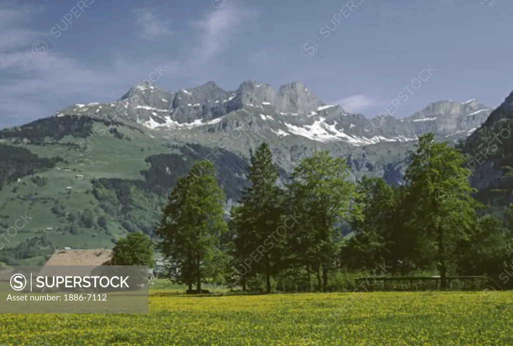 A CHALET in a field of YELLOW WILDFLOWERS in the INTERLAKEN AREA of the SWISS ALPS -  SWITZERLAND