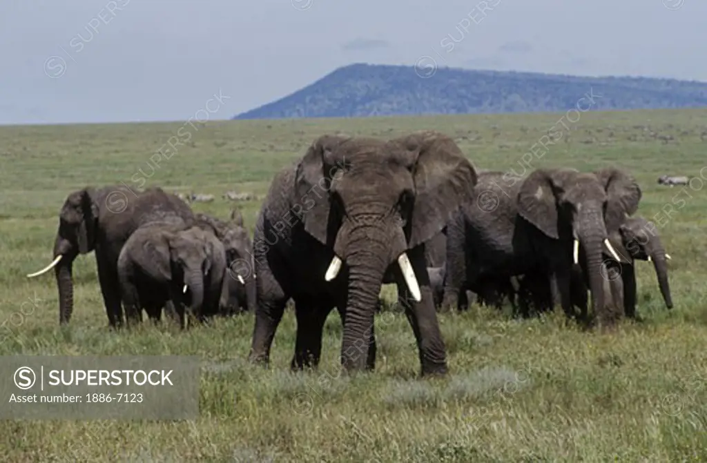 A large BULL ELEPHANT (Loxodonta Africana) protects the herd - SERENGETI SHORT GRASS PLAINS, TANZANIA