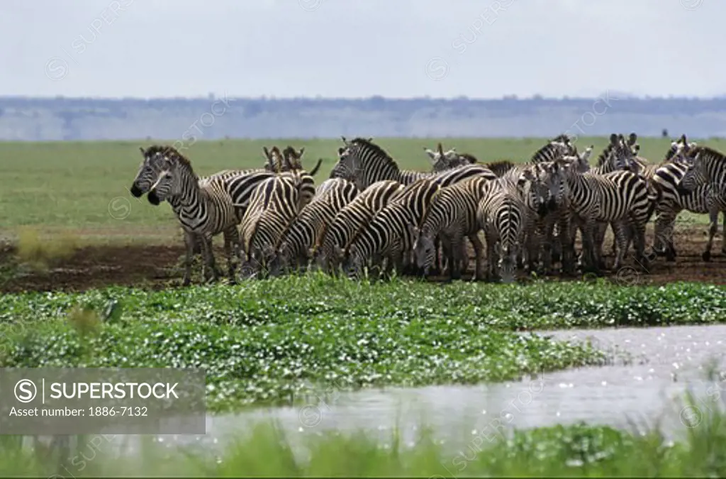 A herd of BURCHELL'S ZEBRAS (Equus burchelli) drink at a stream in LAKE MANYARA NATIONAL PARK - TANZANIA