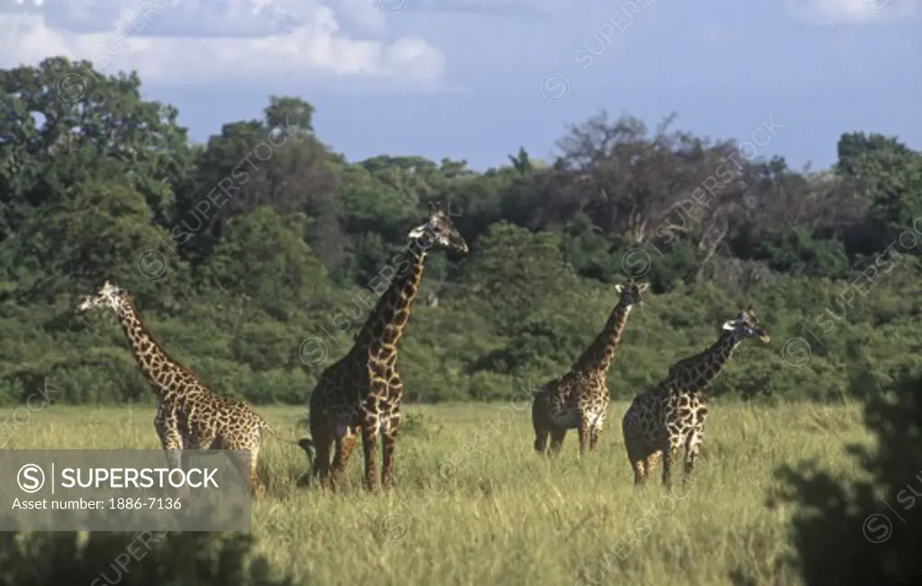 Male MASSAI GIRAFFE (Giraffe Camelopardalis) can weigh as much as 4250 pounds - LAKE MANYARA NATIONAL PARK, TANZANIA