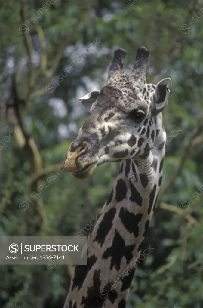 A MASSAI GIRAFFE (Giraffa Camelopardalis) can reach a height of 18 feet - LAKE MANYARA NP