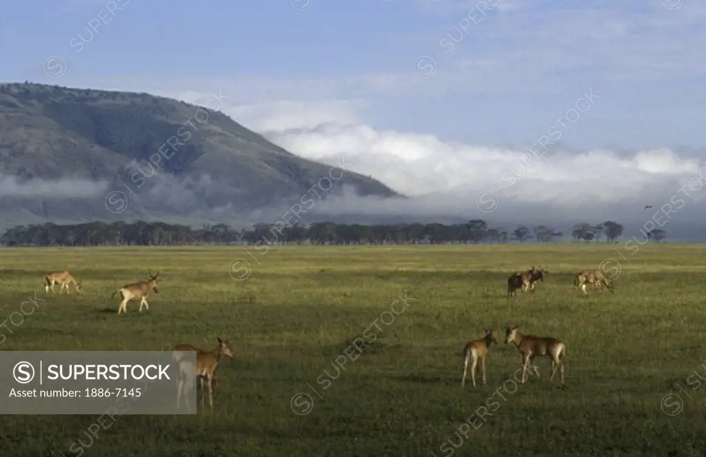HARTEBEESTS (Alcelaphus Buselaphus) graze in NGORONGORO CRATER CONSERVATION AREA at dawn - TANZANIA