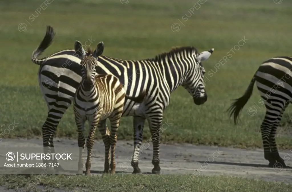 A BURCHELL'S ZEBRA with her colt - NGORONGORO CRATER, TANZANIA
