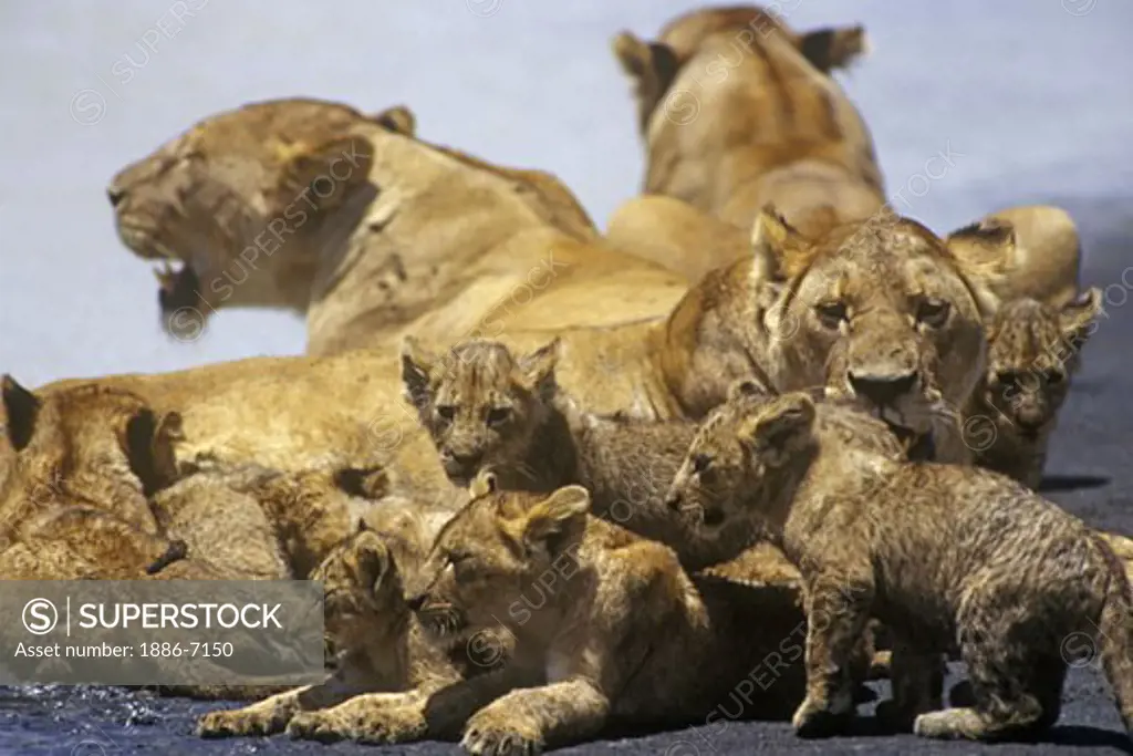 A pride of LIONESSES (Panthera Leo) babysit their cubs - NGORONGORO CRATER, TANZANIA