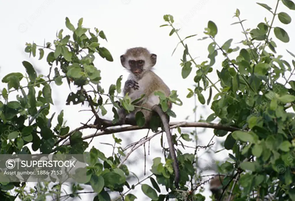 VERVET MONKEY (Cercopithecus Aethiops) feeds in a tree - LAKE MANYARA NATIONAL PARK, TANZANIA