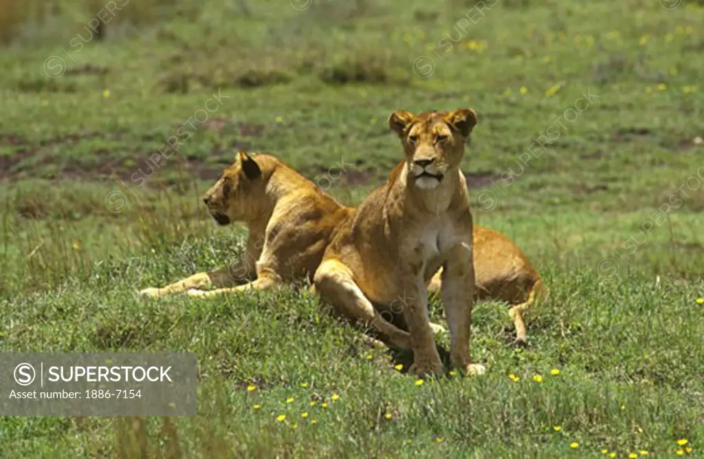 A pair of female LIONS (Panthera Leo) rest during the heat of the day - NGORONGORO CRATER, TANZANIA