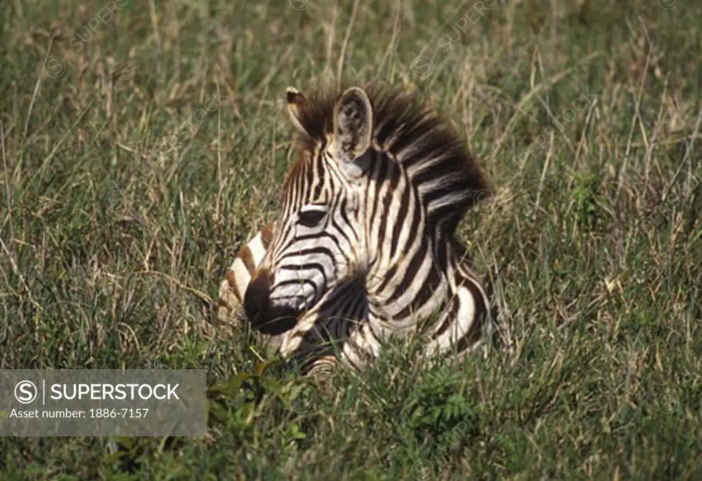 A newborn ZEBRA colt (Equis Burchelli) lies in the grass - NGORONGORO CRATER, TANZANIA