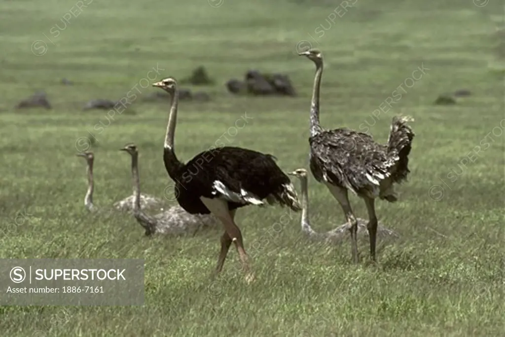 A male OSTRICH (Struthio Camelus) with his flock of grey colored females - NGORONGORO CRATER