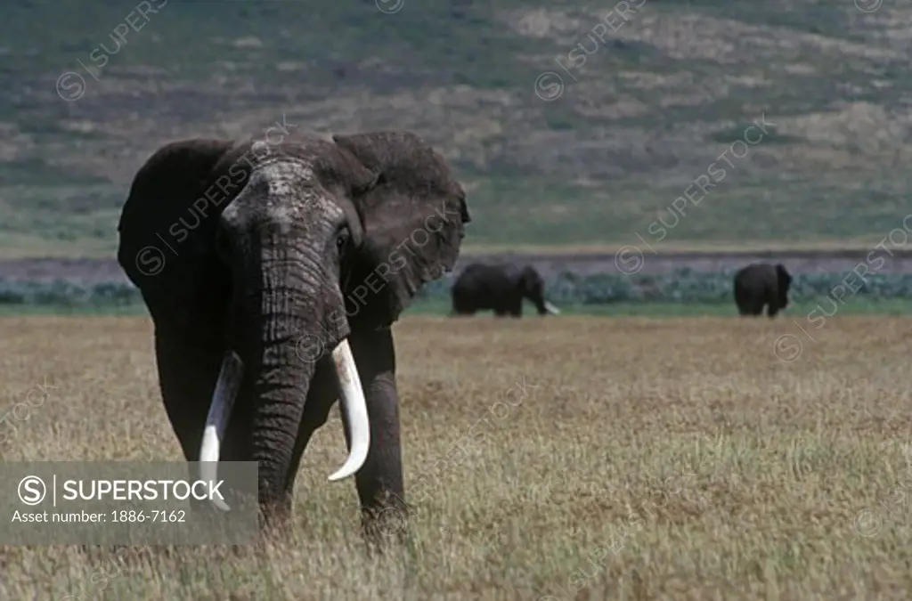 The TUSKS of this magnificent bull ELEPHANT (Loxodonta Africana) weigh 250 LB's apiece - NGORONGORO CRATER
