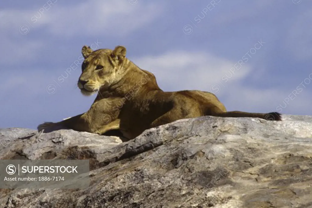 A LIONESS surveys her kingdom from a KOPJE (rock outcrop) - SERENGETI NATIONAL PARK, TANZANIA