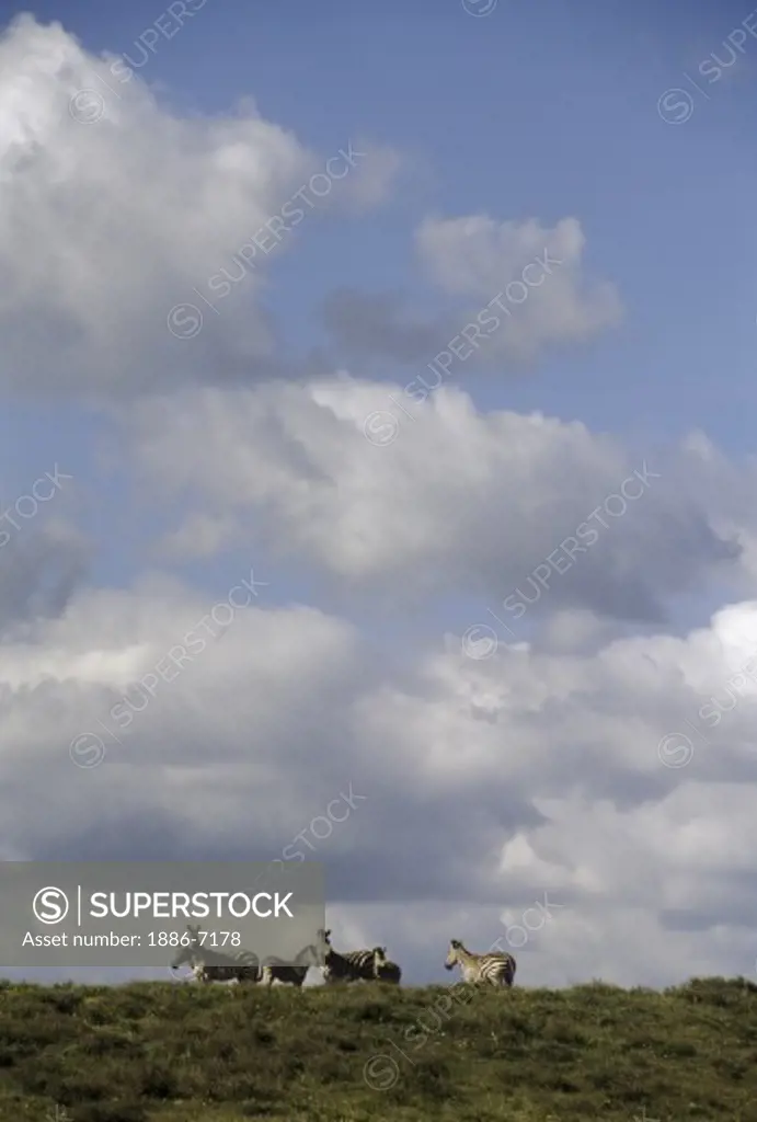 A herd of BURCHELL'S ZEBRA below a cloudy African sky - SERENGETI NATIONAL PARK, TANZANIA
