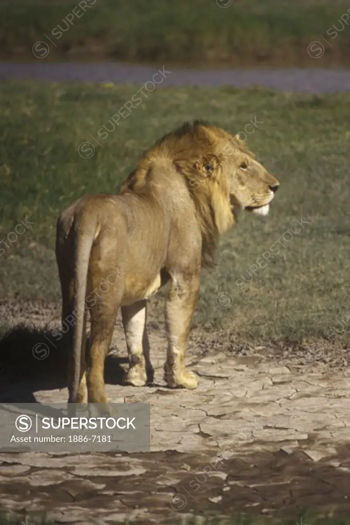 A male LION (Panthera Leo) can weigh up to 500 pounds & is the dominant predator of AFRICA - SERENGETI NATIONAL PARK, TANZANIA
